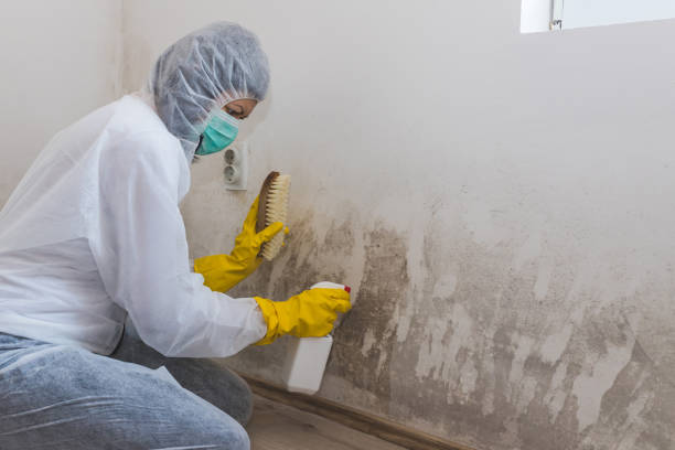 Best Airborne Mold Testing  in Waawa, HI
